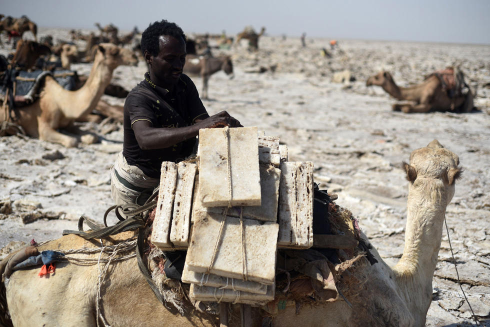 埃塞俄比亚古老的盐矿贸易 一块盐卖1元多