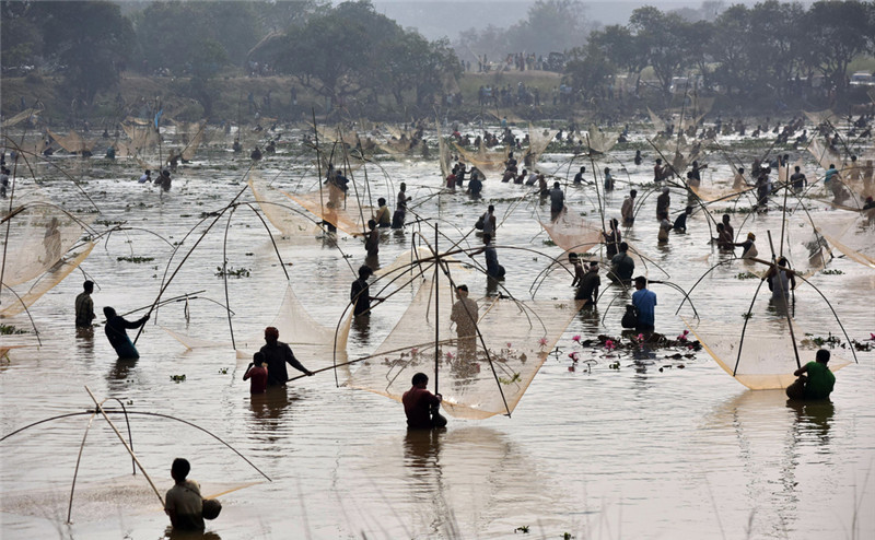 印度民众庆祝丰收节 集体下湖捕鱼