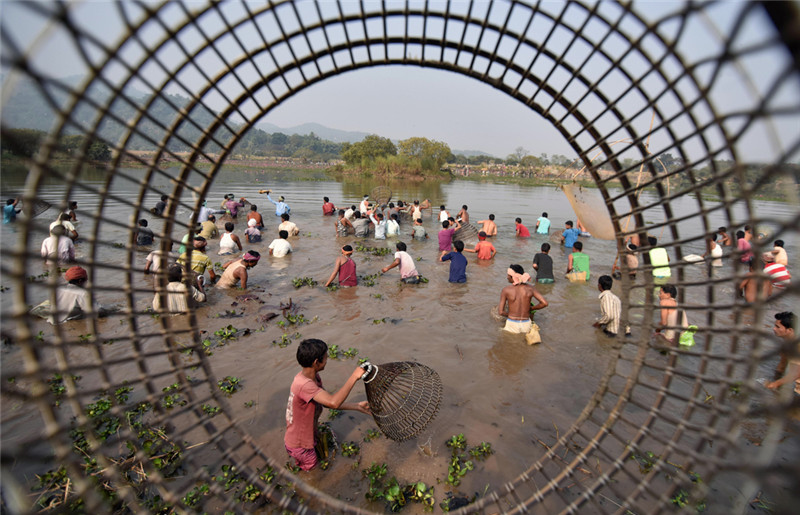 印度民众庆祝丰收节 集体下湖捕鱼