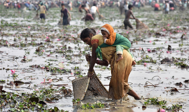 印度民众庆祝丰收节 集体下湖捕鱼