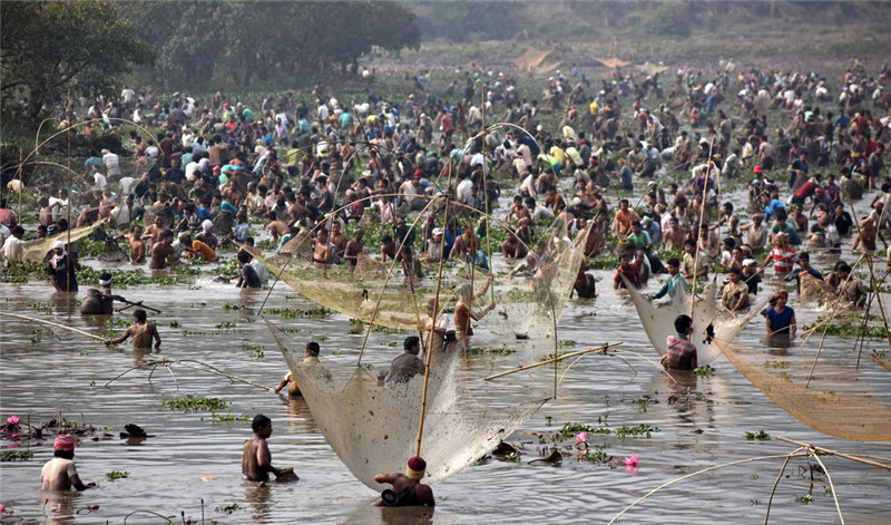 印度民众庆祝丰收节 集体下湖捕鱼