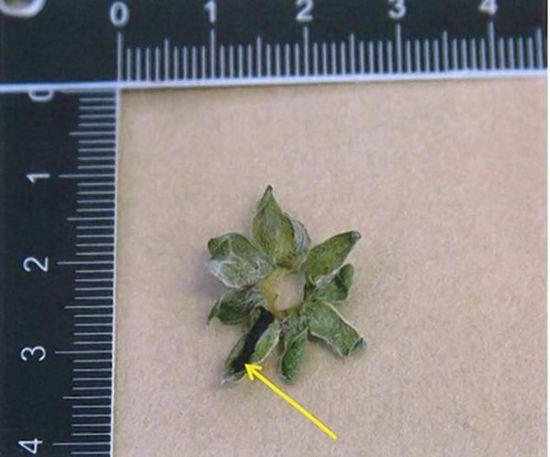 据《纽约每日新闻》报道，38岁的医生去年9月在斯德哥尔摩犯案，在草莓上涂了强力安眠药，诱骗被害人吃下后，将其载往560公里外的城市、关进事先准备好的密室，甚至在过程中为了怕被人发现，刻意准备2个人皮面具，将自己和女子伪装。