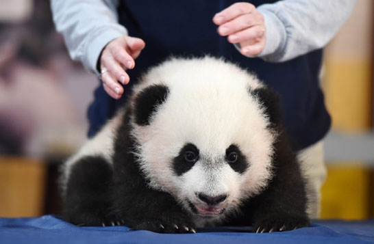 熊猫&ldquo;贝贝&rdquo;首秀迷倒美国人公园大排长队（图）