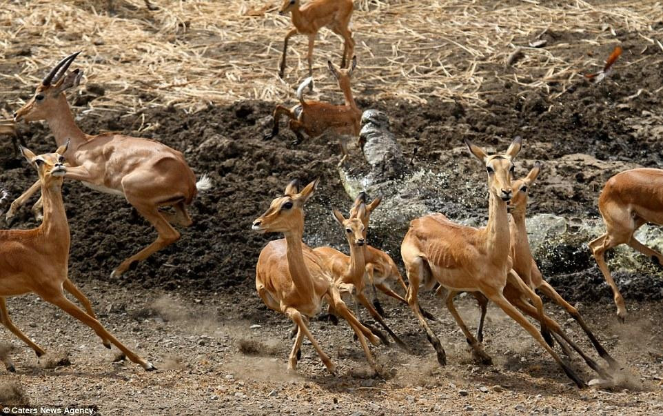 南非鳄鱼捕食黑斑羚幼崽瞬间 凶猛异常(组图)