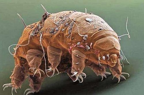 科学家复活冰冻30年水熊虫 盘点大海中的奇异生物