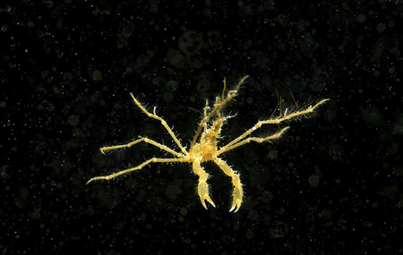 科学家复活冰冻30年水熊虫 盘点大海中的奇异生物