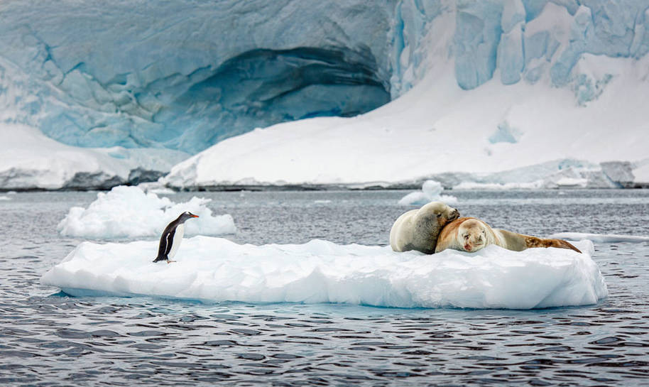 海豹情侣秀恩爱 企鹅闯入做灯泡