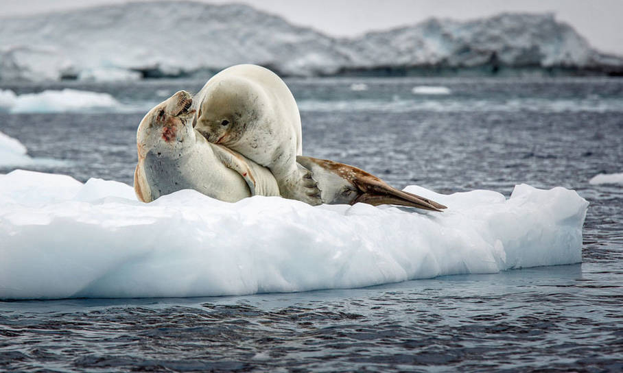 海豹情侣秀恩爱 企鹅闯入做灯泡
