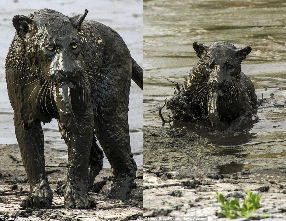 南非花豹跳进泥潭抓鱼变&ldquo;泥塑&rdquo;