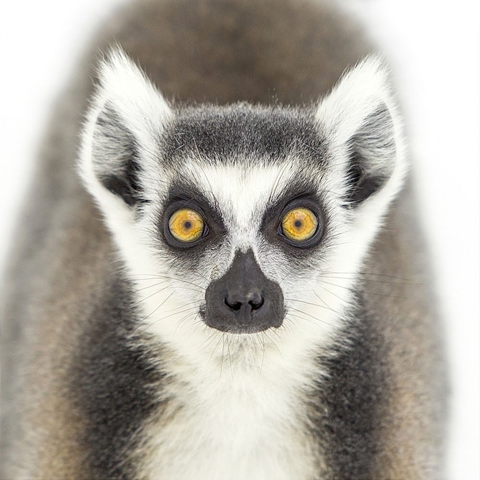 猴年将至：世界各地的猴子们纷纷登场卖萌