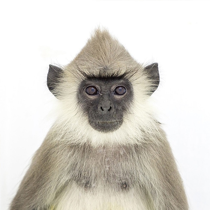 猴年将至：世界各地的猴子们纷纷登场卖萌