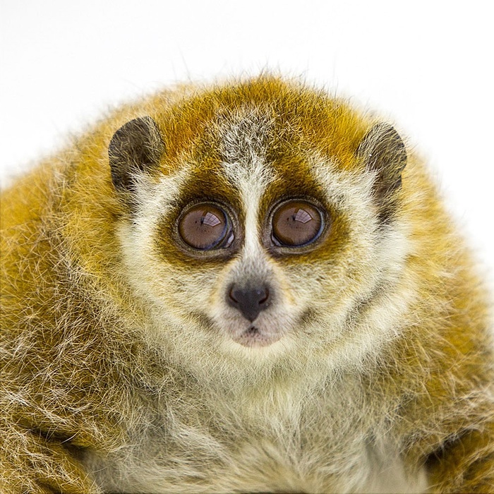 猴年将至：世界各地的猴子们纷纷登场卖萌