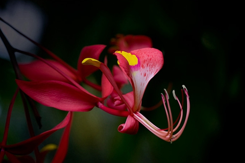 世界最美花木在日本盛开形似璎珞华丽神秘（图）