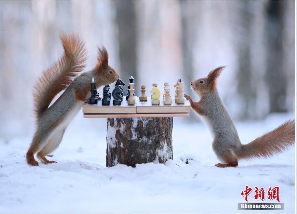 爆萌松鼠雪中下棋 认真&ldquo;博弈&rdquo;场面逗趣