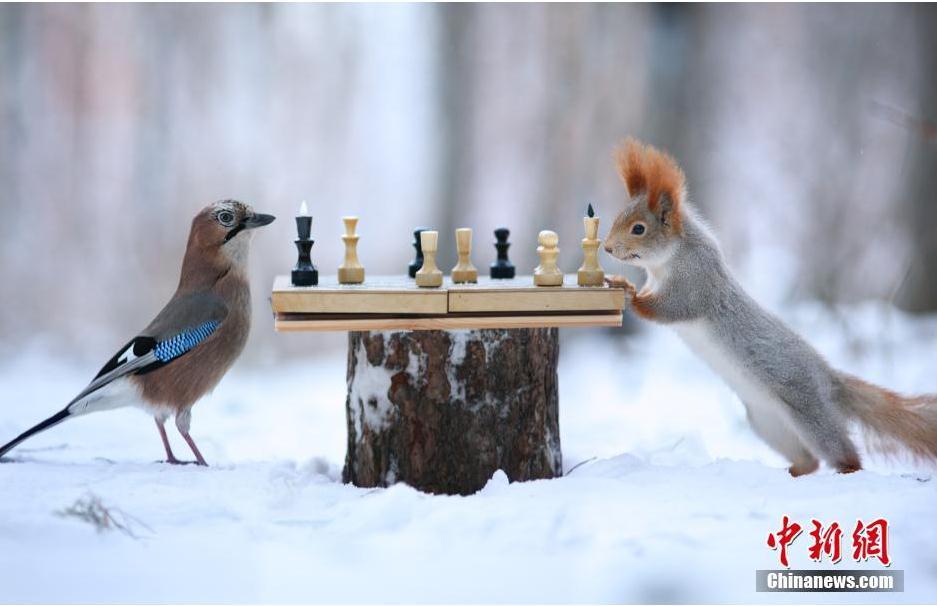 爆萌松鼠雪中下棋 认真&ldquo;博弈&rdquo;场面逗趣