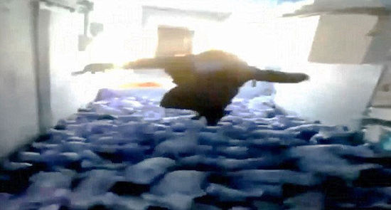 一个身材肥胖的西班牙男子扑向一群猪崽,致72只猪崽死亡。网页截图