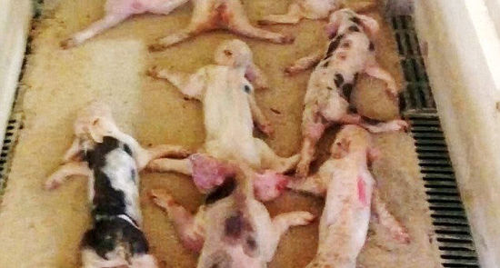 19个小猪被当场压死，后来又有53只因严重的挤压伤死亡。(网页截图)