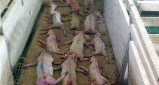 两人目前已因涉嫌虐待动物被警方逮捕。(网页截图)