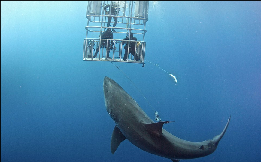 惊险！潜水员深海中伸手触摸白鲨鼻子