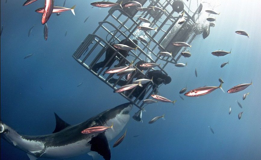 惊险！潜水员深海中伸手触摸白鲨鼻子