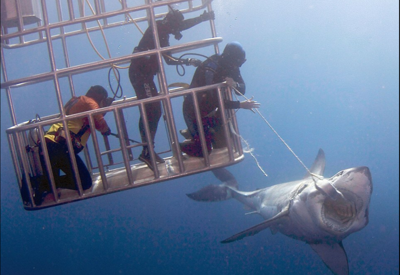 惊险！潜水员深海中伸手触摸白鲨鼻子