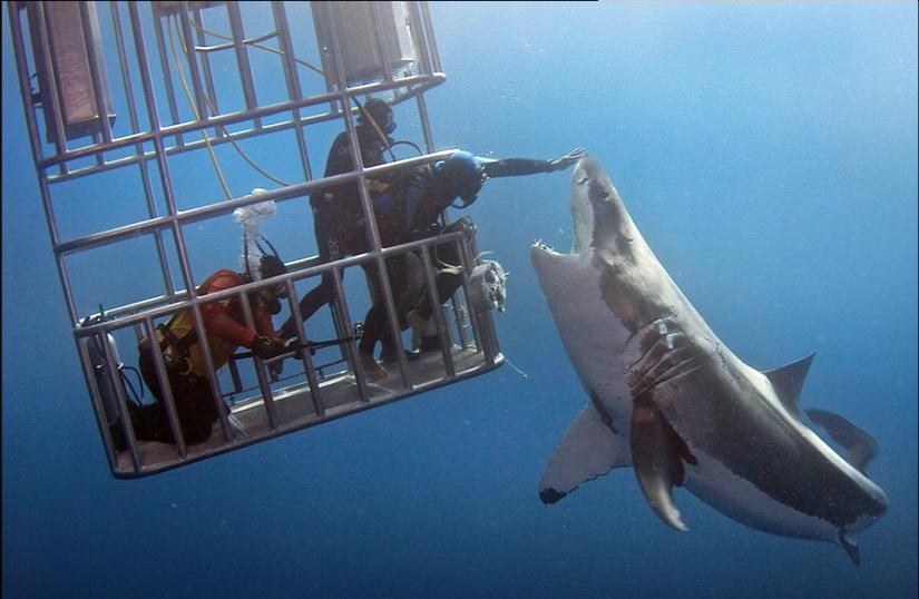 潜水员深海摸白鲨