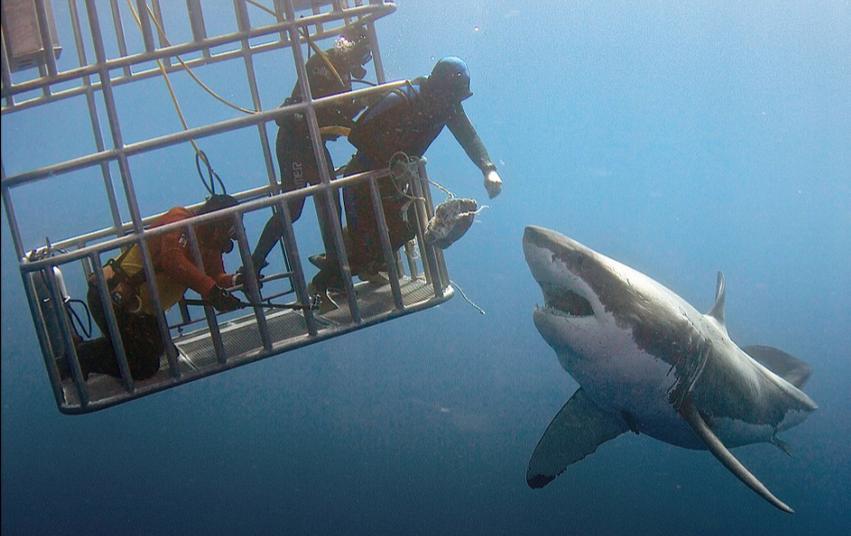 潜水员深海摸白鲨