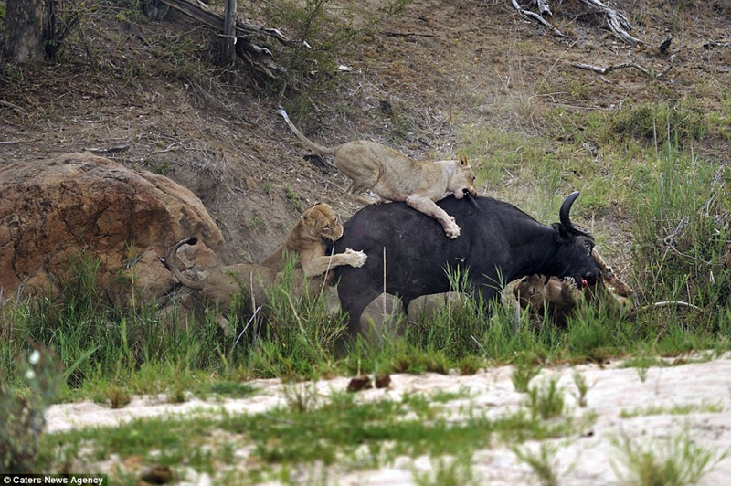惊心动魄！小狮子腹部被水牛角刺穿 5狮大战水牛90分钟