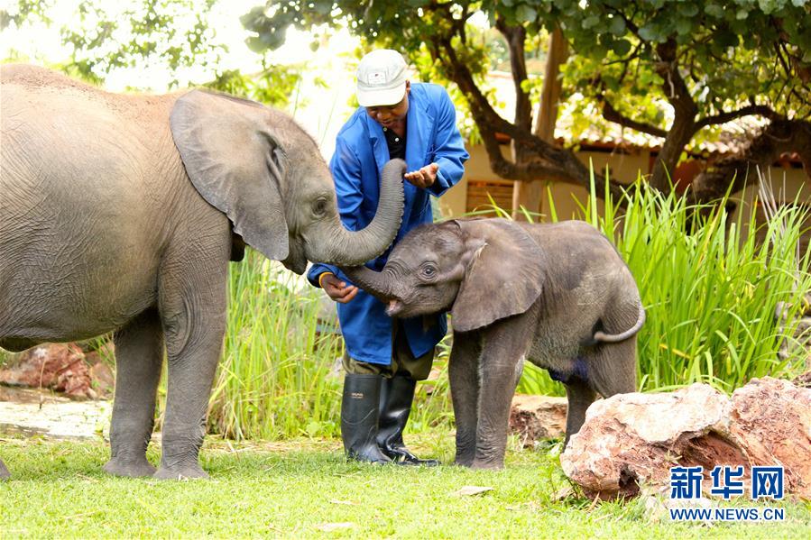 （国际）（4）津巴布韦大象的&ldquo;盗猎遗孤&rdquo;