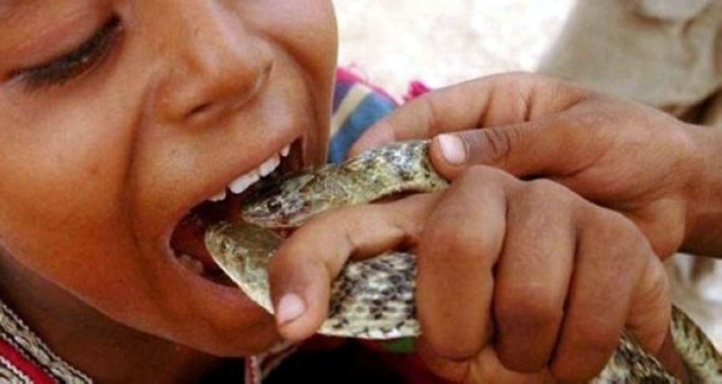 盘点全球蛇人部落 不会捕蛇被视为&ldquo;败家子&rdquo;