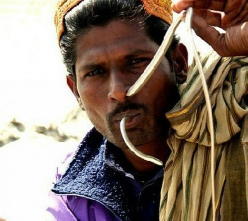 盘点全球蛇人部落 不会捕蛇被视为&ldquo;败家子&rdquo;