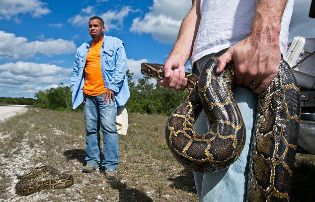 盘点全球蛇人部落 不会捕蛇被视为&ldquo;败家子&rdquo;