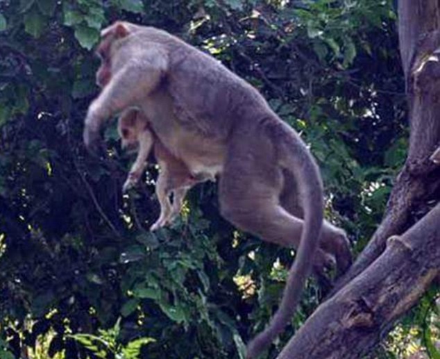 印度猴子有&ldquo;恋狗情结&rdquo; 收养流浪狗获网友点赞