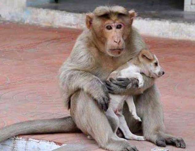 印度猴子有&ldquo;恋狗情结&rdquo; 收养流浪狗获网友点赞