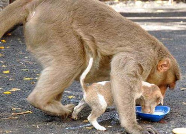 印度猴子有&ldquo;恋狗情结&rdquo; 收养流浪狗获网友点赞