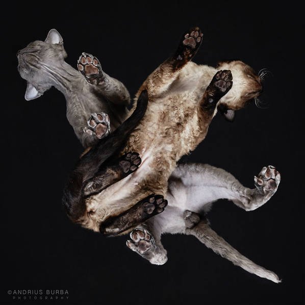 摄影师痴迷猫爪 从下往上拍摄猫咪尴尬瞬间