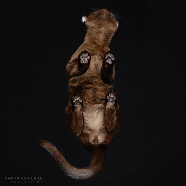 摄影师痴迷猫爪 从下往上拍摄猫咪尴尬瞬间