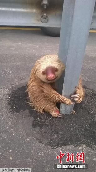 1月26日消息,近日,在厄瓜尔多的一条高速旁,一直树懒宝宝紧紧抱着路边的护栏不放,准备过马路的它被疾驰的汽车吓得困在路边,一直抱着中间的分隔铁杆不敢移动,所幸有民众通报,让运输委员会人员出动相救。