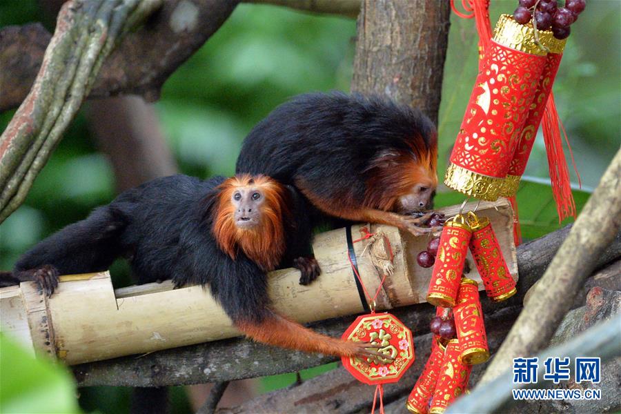 （国际）（3）新加坡动物园喜迎农历猴年