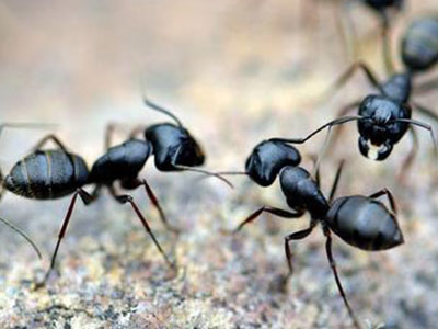 组图：女孩耳朵成蚁穴 每天至少爬出10到15只 