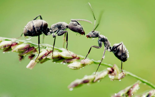 组图：女孩耳朵成蚁穴 每天至少爬出10到15只 