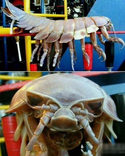 世界上最大的鸟 世界最大的动物10大巨无霸:世界最大的蚊子