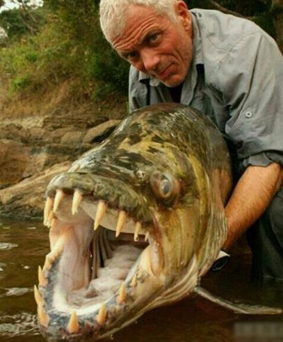 世界上最大的鸟 世界最大的动物10大巨无霸:世界最大的蚊子