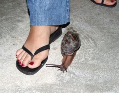 世界上最大的鸟 世界最大的动物10大巨无霸:世界最大的蚊子