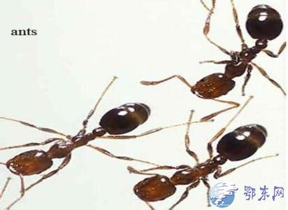 女孩耳朵成蚁穴 医生：医学史上前所未有