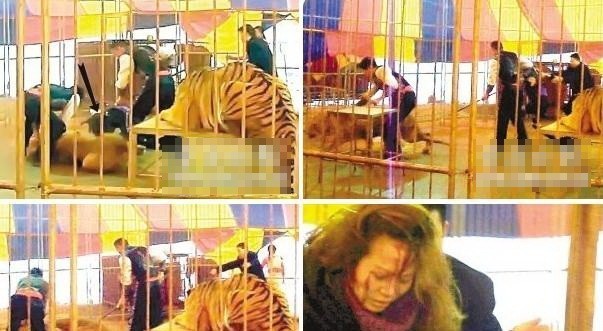 惊险！动物袭击人类的恐怖瞬间