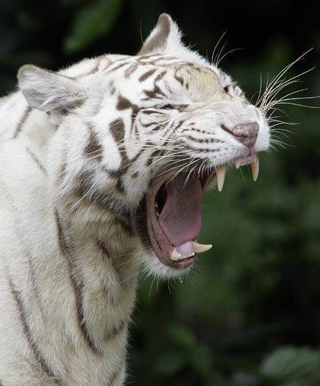 惊险！动物袭击人类的恐怖瞬间