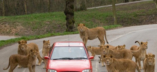 惊险！动物袭击人类的恐怖瞬间