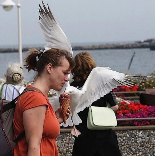 惊险！动物袭击人类的恐怖瞬间