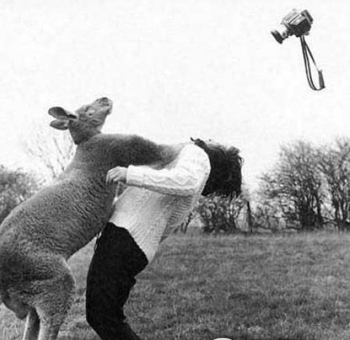 惊险！动物袭击人类的恐怖瞬间